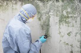 Environmental Consulting for Mold Prevention in Dixon, IL